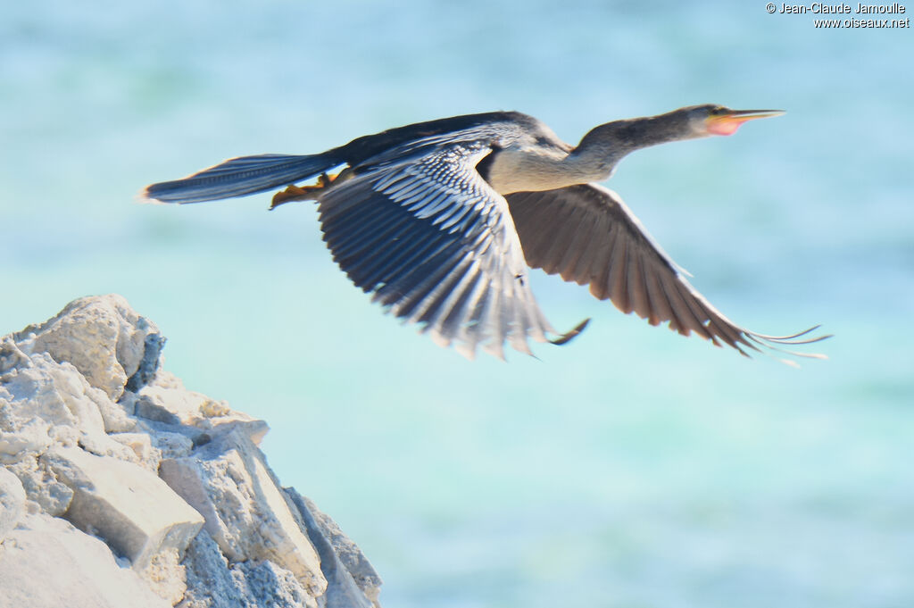 Anhinga