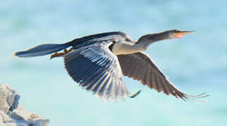 Anhinga d'Amérique