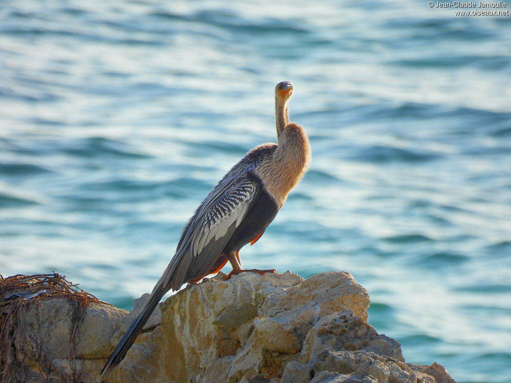 Anhinga