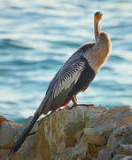 Anhinga