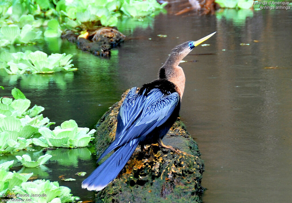 Anhinga female, identification