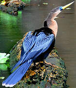 Anhinga