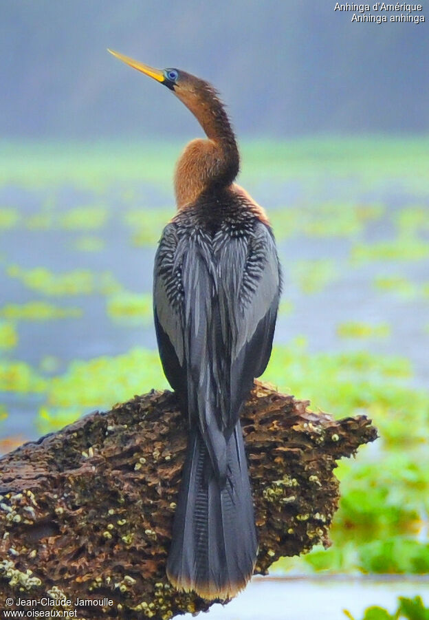 Anhinga female, identification