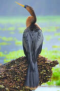 Anhinga d'Amérique