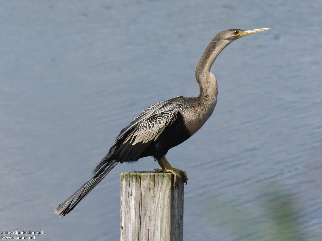 Anhinga female adult post breeding, identification