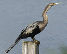 Anhinga