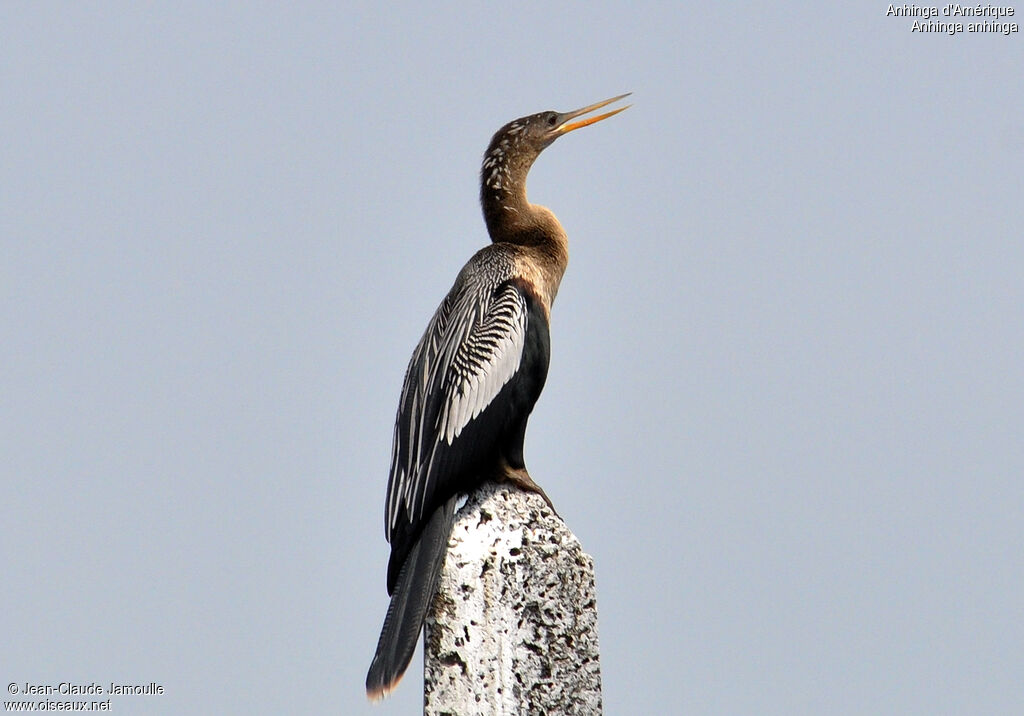 Anhinga d'Amérique femelle