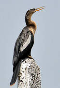 Anhinga