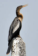 Anhinga d'Amérique