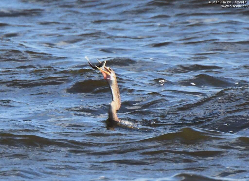 Anhinga d'Amérique