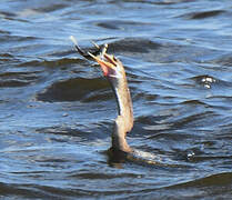 Anhinga d'Amérique