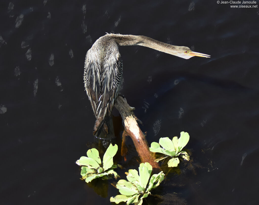 Anhinga