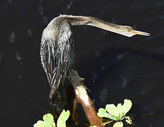 Anhinga d'Amérique