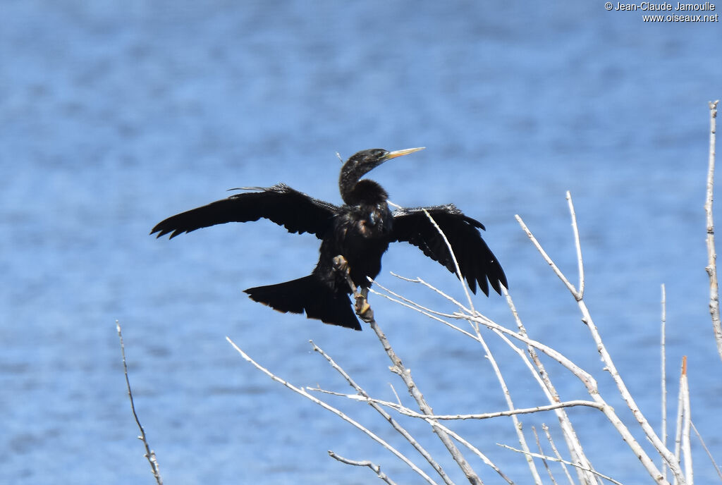 Anhinga d'Amérique mâle