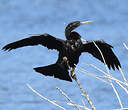 Anhinga d'Amérique