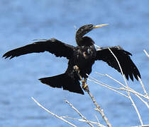 Anhinga