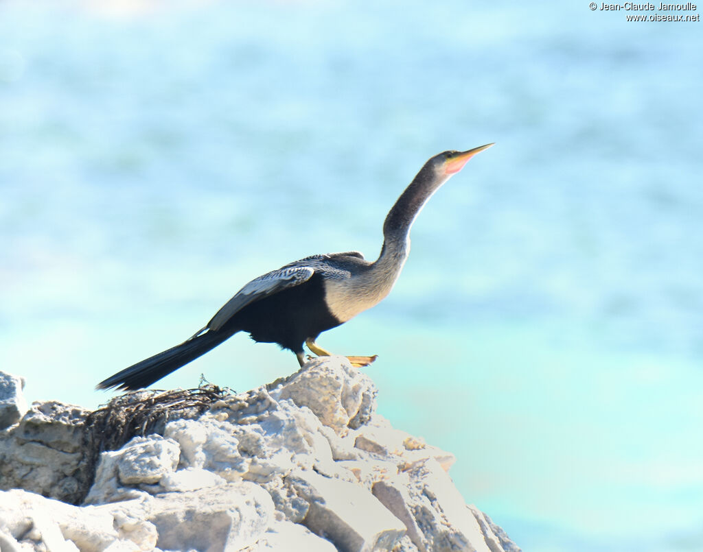 Anhinga d'Amérique