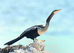 Anhinga