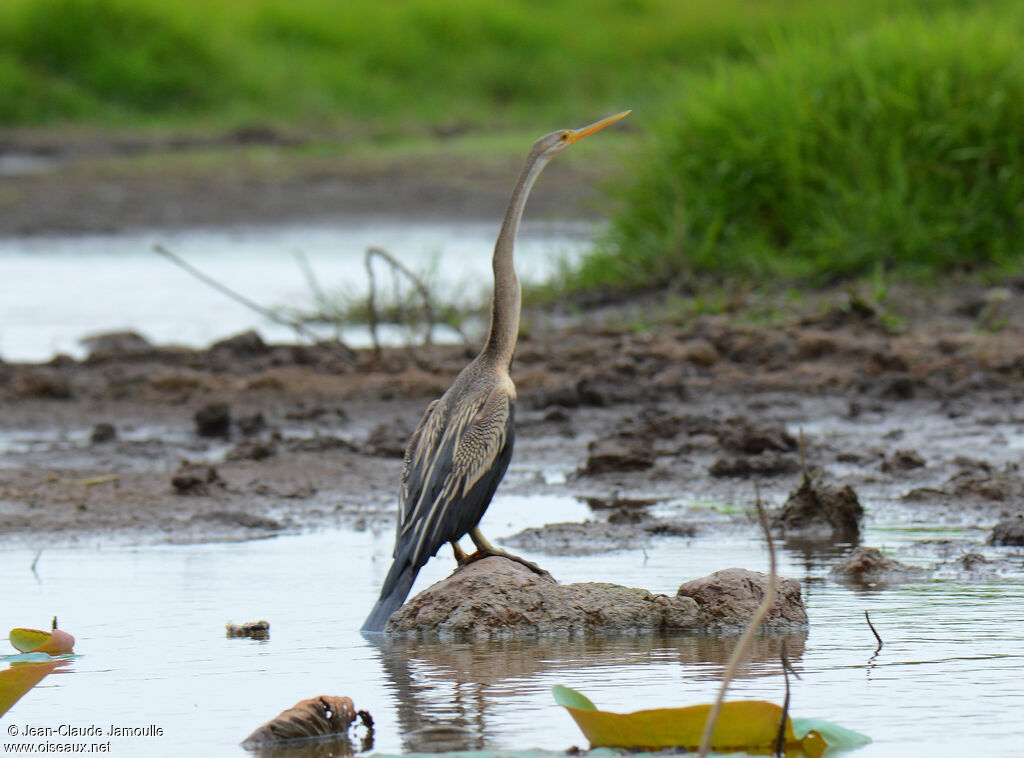 Anhinga roux