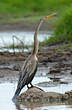 Anhinga roux