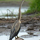 Anhinga roux