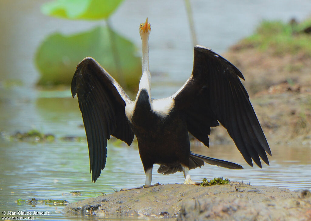 Anhinga roux