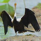Anhinga roux
