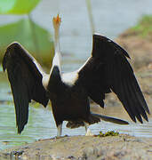 Oriental Darter