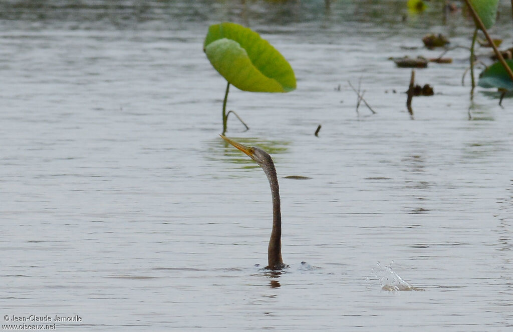 Anhinga roux