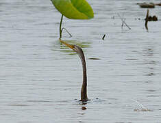 Anhinga roux