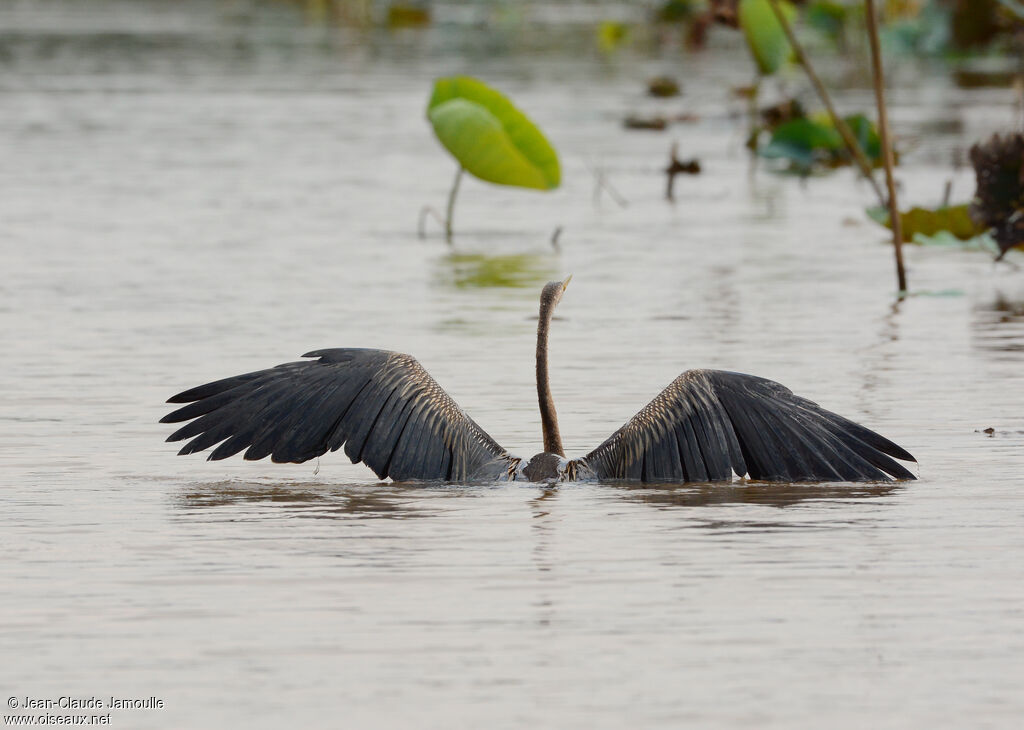 Anhinga roux