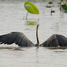 Anhinga roux