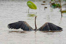 Anhinga roux