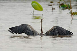 Anhinga roux