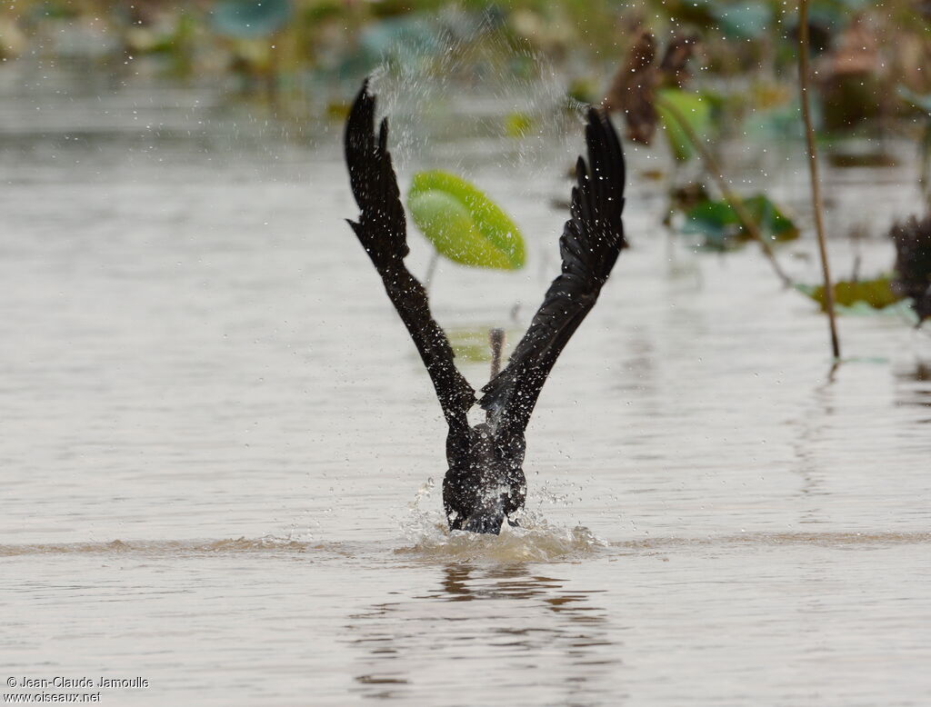 Oriental Darter