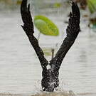 Anhinga roux