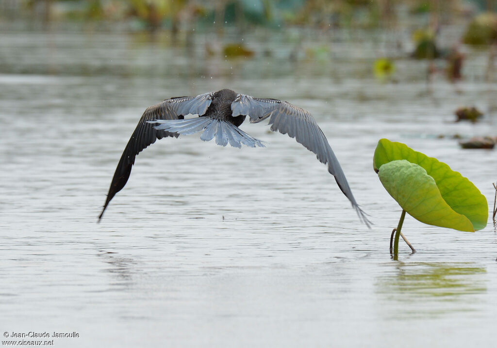 Anhinga roux