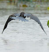 Anhinga roux