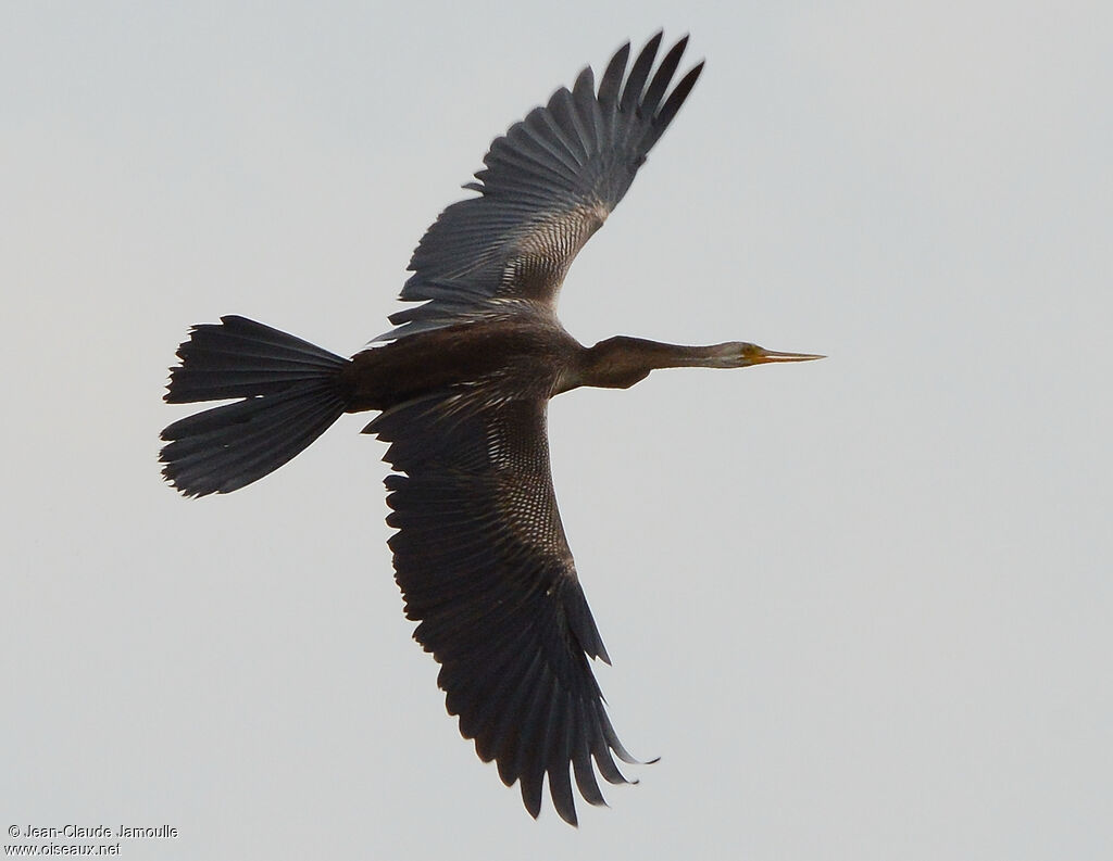 Oriental Darter, Flight