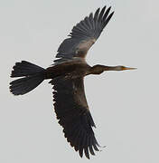 Anhinga roux