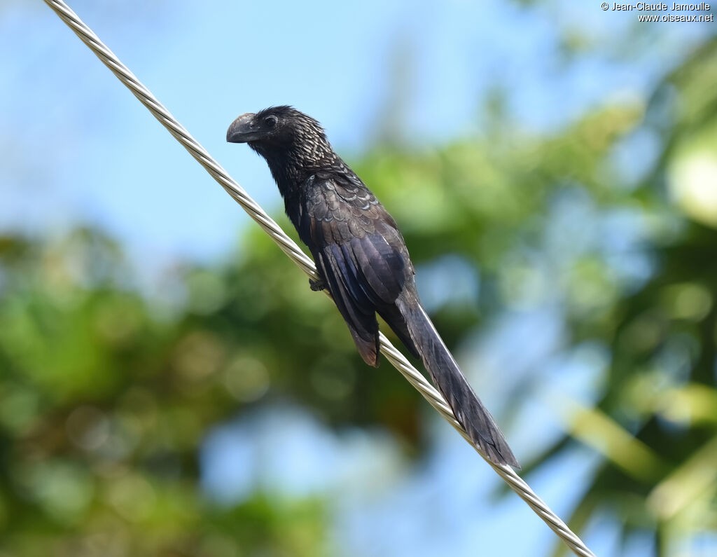 Smooth-billed Ani