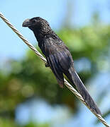 Smooth-billed Ani