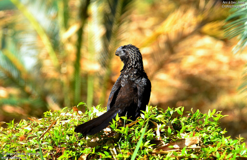 Smooth-billed Ani, identification, Behaviour