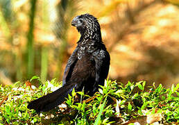 Smooth-billed Ani