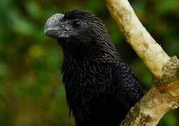 Smooth-billed Ani