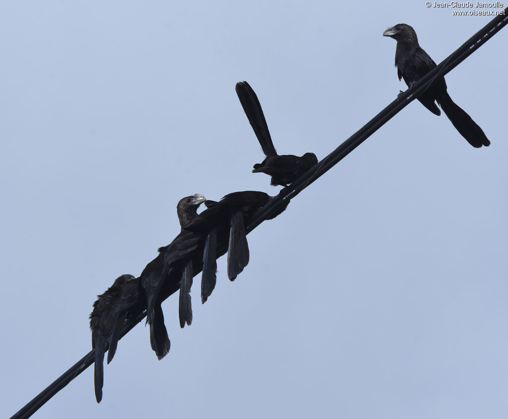 Smooth-billed Ani