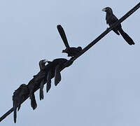 Smooth-billed Ani