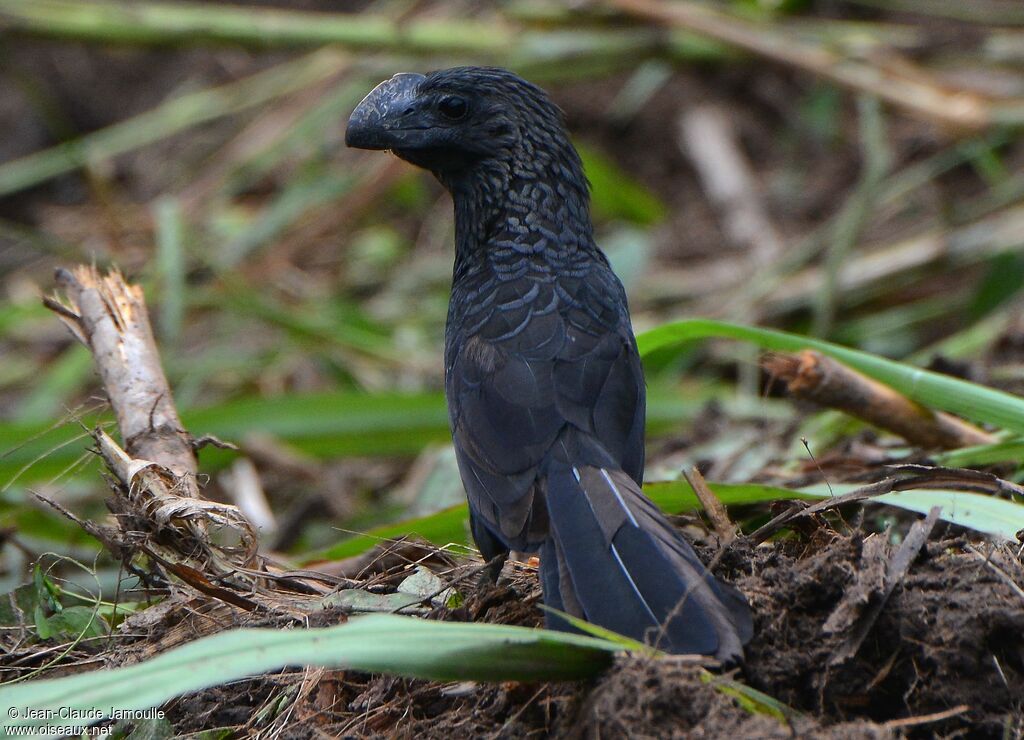 Smooth-billed Ani