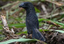 Smooth-billed Ani