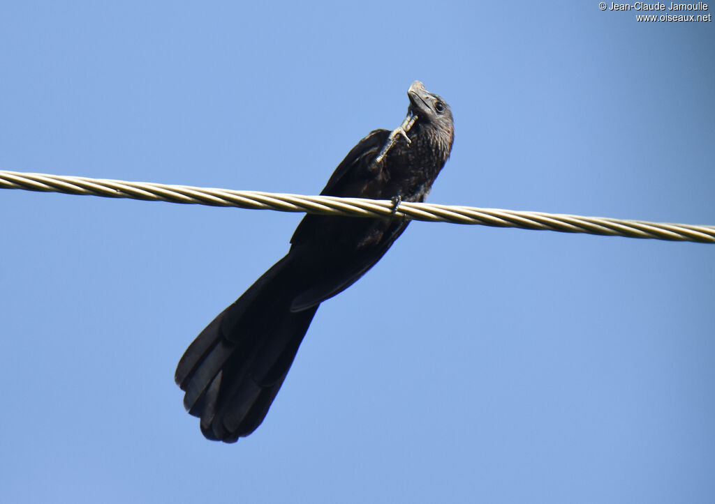 Smooth-billed Ani